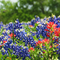 Texas Bluebonnet Seeds 1 Gram Lupinus texensis Wildflower for Gardens Meadows Pollinator Habitat