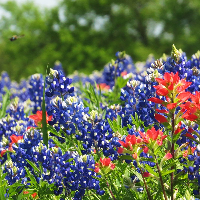 Texas Bluebonnet Seeds 1 Gram Lupinus texensis Wildflower for Gardens Meadows Pollinator Habitat