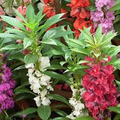 Tom Thumb Impatiens Seeds | Violet Purple Blooms | Shade Tolerant Annual | Impatiens balsamina | Non-GMO Seeds for Zones 3-10
