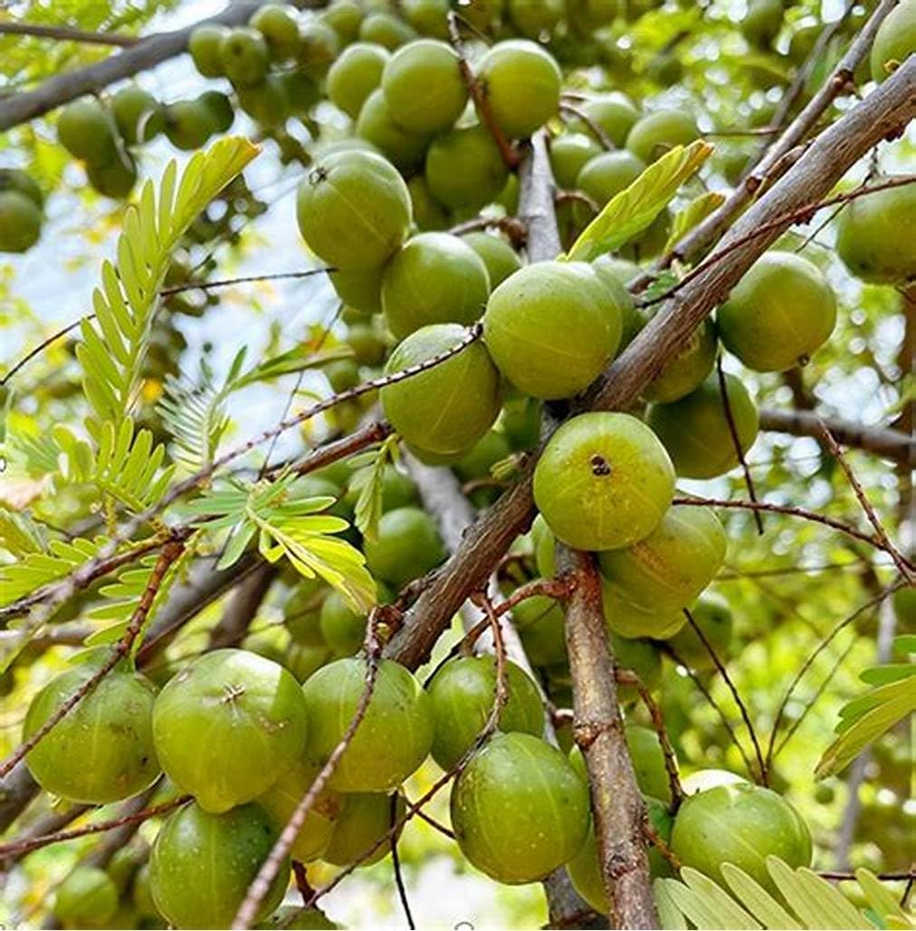 Live Amla Tree Starter Plant – Emblica officinalis, Tropical Fruit Tree, Nutrient-Rich, Ayurvedic Wellness, Vitamin C, Exotic Garden Plant