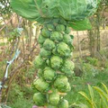 Long Island Improved Brussel Sprouts Seeds - Brassica oleracea Heirloom Variety for Gardening & Harvest