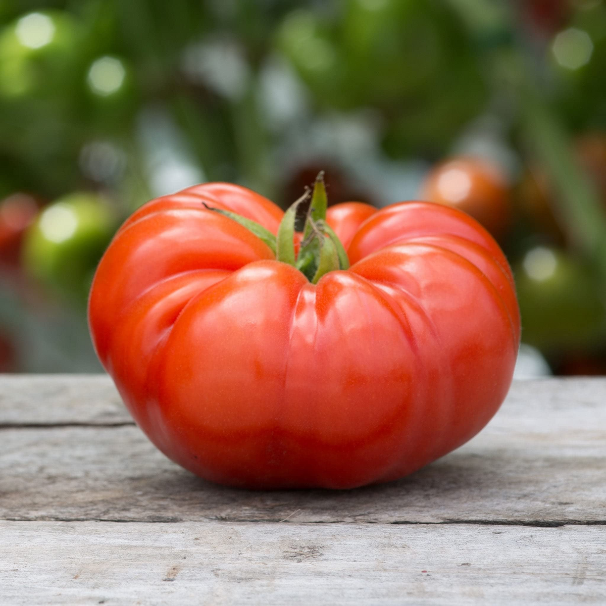 Beefsteak Tomato Seeds - Heirloom, Non-GMO, Juicy, Slicing, Indeterminate, 12 oz-2 lbs, USDA Zones 3-10
