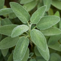 Sage Broadleaf Seeds, Salvia Officinalis, Aromatic Culinary Herb for Garden & Kitchen, 50 Seeds