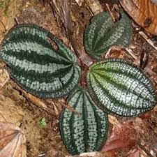 Phyllagathis rajah Live Bare Root Plant | Rare Tropical Foliage for Terrariums & Indoor Gardens