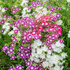 Twinkle Mix Phlox Seeds – Vibrant Annual Flower, Star-Shaped Blooms, Pollinator-Friendly, 12–18 Inches Tall, Garden & Container