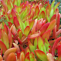 Crassula Capitella ‘Campfire’ Unrooted 2” Cuttings – Red-Tinged Succulent, Trailing, Fast-Growing, Easy-Care Plant
