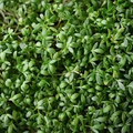 Curled Cress Seeds, Lepidium sativum, Heirloom Pepper & Garden Cress for Microgreens & Fresh Greens