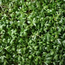 Curled Cress Seeds, Lepidium sativum, Heirloom Pepper & Garden Cress for Microgreens & Fresh Greens