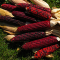 25 Seeds Corn Bloody Butcher Heirloom Zea mays Red Kernel for Planting & Gardening