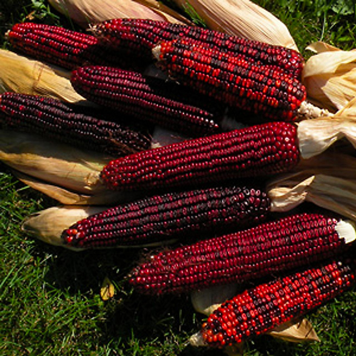 25 Seeds Corn Bloody Butcher Heirloom Zea mays Red Kernel for Planting & Gardening