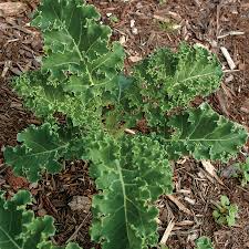 Kale Seeds - Black of Tuscany Microgreen Variety for Sprouting & Gardening - Brassica oleracea