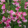 Strawberry Fields Sweet Pea Seeds – Crimson Red Blooms – Climbing Vine for Trellises & Bouquets – Lathyrus odoratus – USA