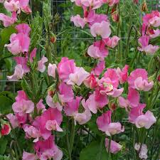 Strawberry Fields Sweet Pea Seeds – Crimson Red Blooms – Climbing Vine for Trellises & Bouquets – Lathyrus odoratus – USA