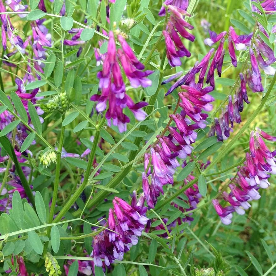 Pygmyflower Vetch Seeds (Vicia minutiflora) – Pollinator-Friendly Wildflower for Ground Cover, Erosion Control, and Soil Improvement