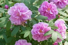 Seaside Pink Rugosa Rose Seeds – Hardy Fragrant Shrub with Pink Blooms & Hips – Coastal Garden Hedge Plant – Rosa × rugosa, 10 Seeds