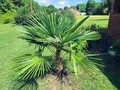 Windmill Palm Seeds, Trachycarpus fortunei, Cold Hardy Fan Palm, Outdoor Landscaping Tree, 10 Seeds
