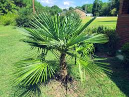 Windmill Palm Seeds, Trachycarpus fortunei, Cold Hardy Fan Palm, Outdoor Landscaping Tree, 10 Seeds