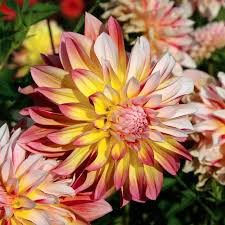Dahlia Caribbean Fantasy Tuber – Peach, Yellow, Red Blooms – Fast-Growing, Cut Flower, USDA Zones 8-10
