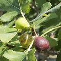 Celeste (Sugar) Fig Seeds – 100+ Ficus carica Heirloom Fruit Tree Seeds for Container & Garden Growing, Sweet, Hardy, Zone 7-10
