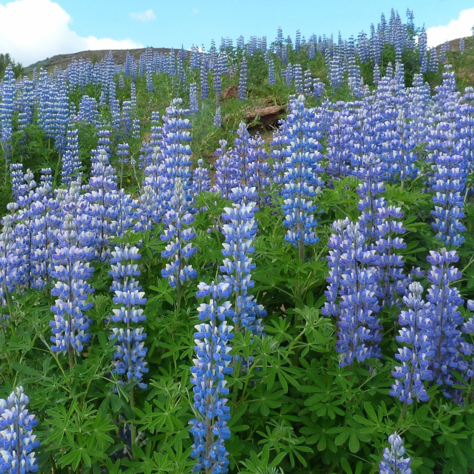 Riverbank Lupine Seeds – Lupinus rivularis Native Wildflower for Moist Soil, Pollinator Garden, Blue Blooms, Perennial, 15 Seeds