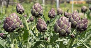 500mg Artichoke Green Globe Seeds - Edible Perennial Cynara scolymus for Gardens, Containers & Landscaping