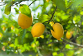 5+ Sweet Lime Lemon Seeds – Low-Acid Fragrant Citrus Tree for Juicy Fruit, Indoor & Outdoor Growing