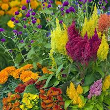 Pampas Plume Mix Celosia Seeds – Colorful Feathery Plumes for Vibrant Gardens – Celosia argentea, 50-1000 Seeds