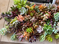 Assorted Succulent Cuttings 25+ Varieties Echeveria Aloe Sedum Crassula for Propagation & DIY Projects