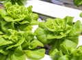 1000 Buttercrunch Lettuce Seeds – Lactuca sativa Heirloom, Sweet & Buttery, Heat-Tolerant, Salad Greens, Loose-Head