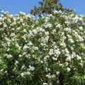 Oleander White Live Cuttings – 7 Unrooted 6-Inch Evergreen Shrubs with White Flowers, Fast-Growing Hedging Plants, USDA Zones 8-10