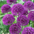 Purple Sensation Allium Seeds – 10 Seeds for 24-36" Tall, Large 4-6" Violet-Purple Flowers, Pollinator & Butterfly Magnet
