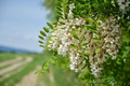 Flowering Black Locust Tree Bare Root Plant 2-3 Feet Robinia pseudoacacia Pollinator-Friendly