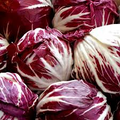 Radicchio Seeds | Palla Rosa Heirloom Italian Chicory | Non-GMO, Gourmet Salad Greens, Cichorium intybus