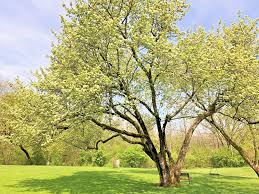 Washington Hawthorn Tree Bare Root 18-24 Inches Crataegus phaenopyrum Live Plant for Garden, Hedge, Wildlife