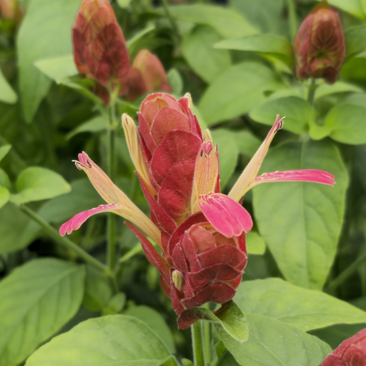Justicia brandegeeana Mexican Shrimp Plant Starter - Red Maroon Bracts, Tropical Evergreen Shrub for Gardens & Containers