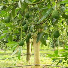 Avocado Hass Tree Starter Plant | Live Tropical Fruit Tree | Persea americana | 12-24 Inches