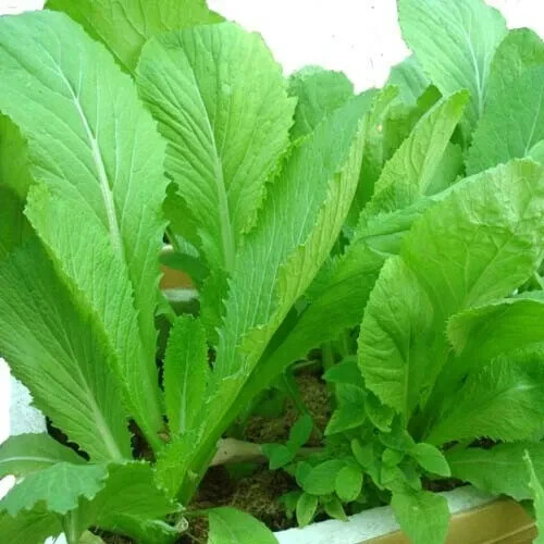 Chinese Mustard Green Seeds, Gai Choy, Cai Be Xanh, Brassica juncea, Nutrient-Rich, Fast-Grow, Home Garden, USA Seller