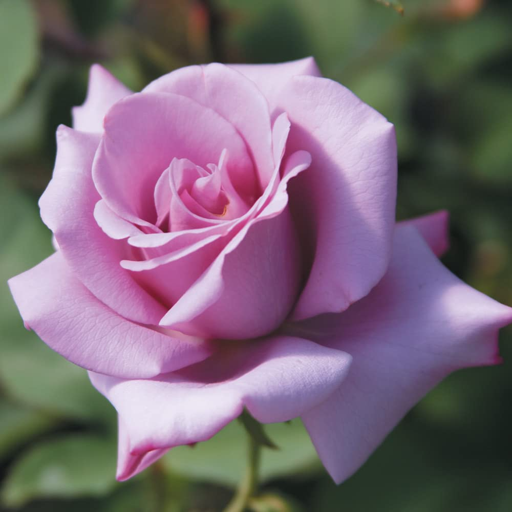 Unrooted Rose Cuttings – Rosa ‘Blue Girl’ Hybrid Tea – Lavender-Blue Fragrant Blooms – Live Flowering Rose Bush