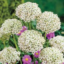 Allium Nigrum Bulbs - 5 White & Green Fragrant Flower Bulbs, Deer-Resistant, Perfect for Cut & Dried Arrangements, USDA Zones 4-8