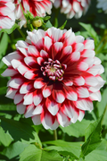 Dahlia Tuber - Red & White Large Blooms for Borders & Bouquets, USDA Zones 3-10