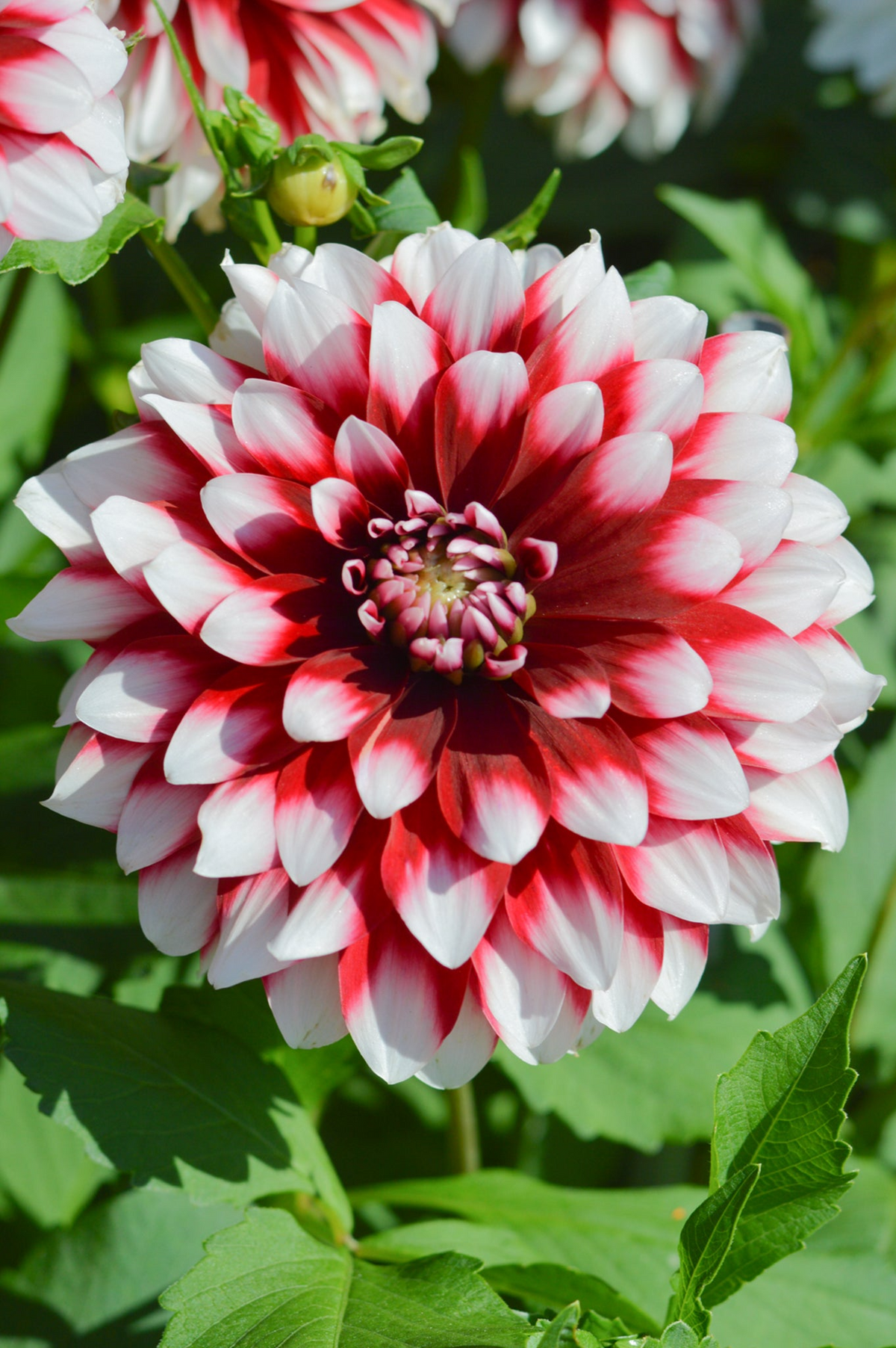Dahlia Tuber - Red & White Large Blooms for Borders & Bouquets, USDA Zones 3-10