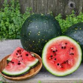 Moon & Stars Watermelon Seeds – Heirloom Citrullus lanatus with Yellow Spots & Red Flesh, Unique Garden Fruit Seeds