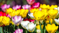 Tulip Pastel Romance Mix Bulbs - Pink, Purple, White, Salmon Yellow Spring Blooms for Gardens & Containers, USDA Zones 3-8