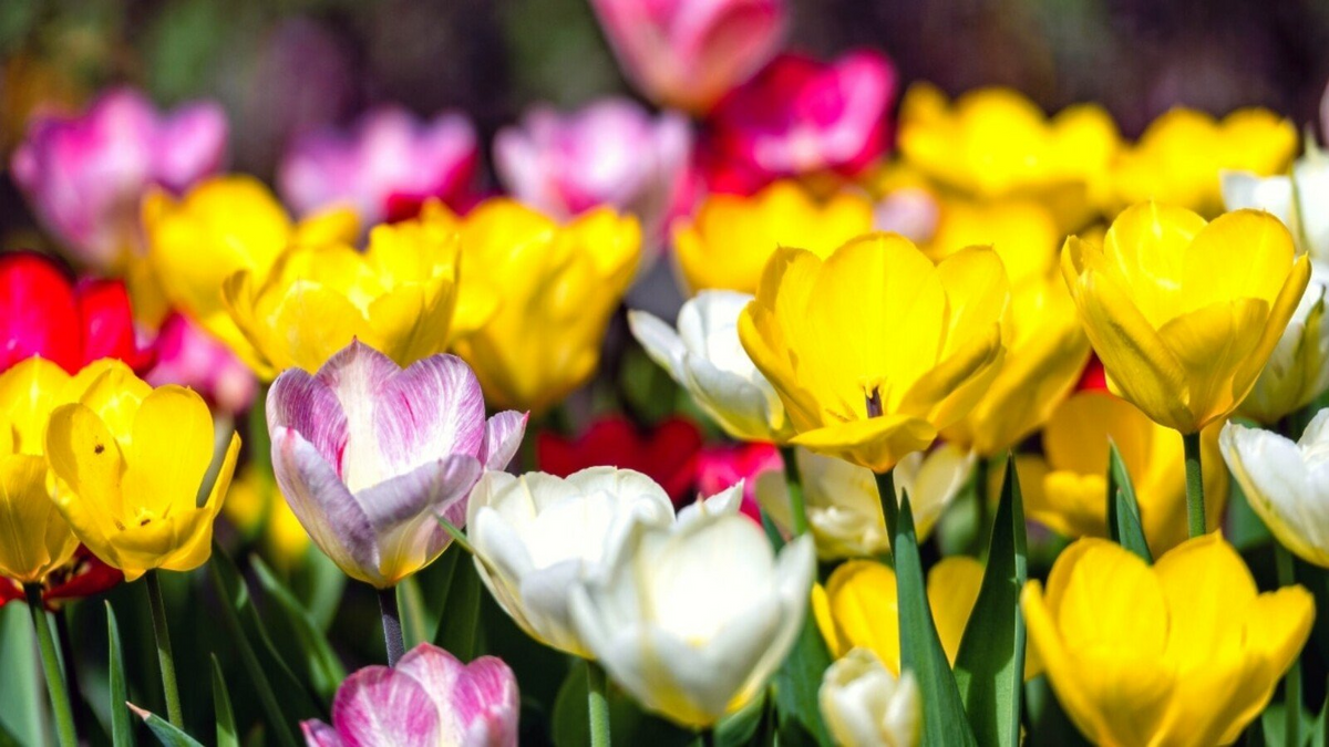 Tulip Pastel Romance Mix Bulbs - Pink, Purple, White, Salmon Yellow Spring Blooms for Gardens & Containers, USDA Zones 3-8