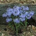 Wild Sweet William Phlox Seeds – Native Perennial with Lavender-Purple Blooms for Shade Gardens – Phlox divaricata