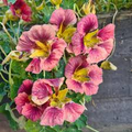 Purple Emperor Nasturtium Seeds – Trailing Annual for Ground Cover, Hanging Baskets & Containers – Dusky Rose Blooms, Tropaeolum majus