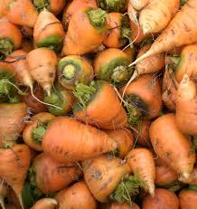 Oxheart Carrot Seeds – Heirloom Short, Thick Roots, Sweet Flavor, Daucus carota, Heavy Soil Tolerant, 200 Seeds