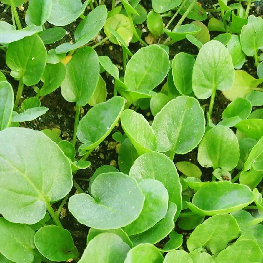 Upland Cress Herb Seeds 1000 Pack – Peppery, Nutritious Microgreens & Salad Herb – Barbarea verna