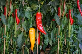 Jimmy Nardello Pepper Starter Plants – Sweet Italian Frying Pepper – High Yield Edible Plant – Capsicum annuum
