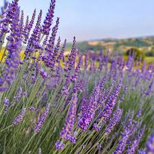 Italian Lavender Seeds - Heirloom Non-GMO Lavandula angustifolia for Full Sun, Pollinator-Friendly, Culinary, Container Gardens